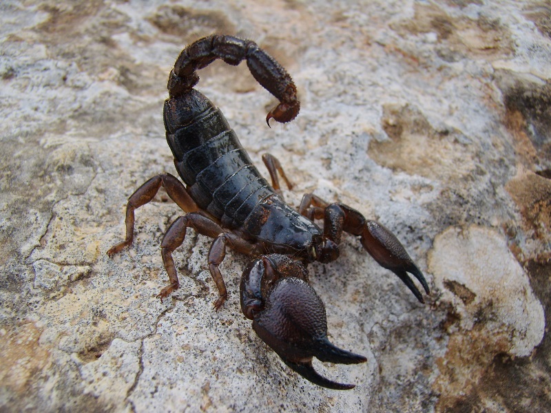 Scorpion tail. Androctonus crassicauda. Хвост скорпиона. Самый большой Скорпион. Самый большой Скорпион в мире.