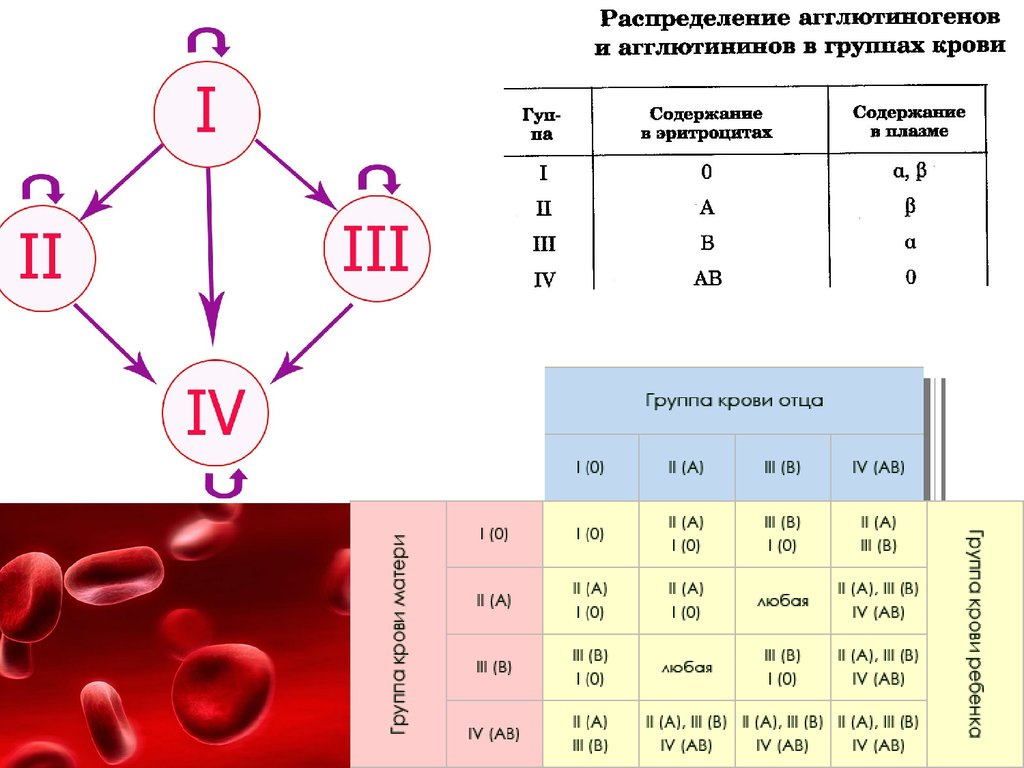 Четвертая отрицательная 3. Агглютиногены и агглютинины групп крови по системе rh. Группа крови. Группы крови таблица переливание. Схема групп крови.