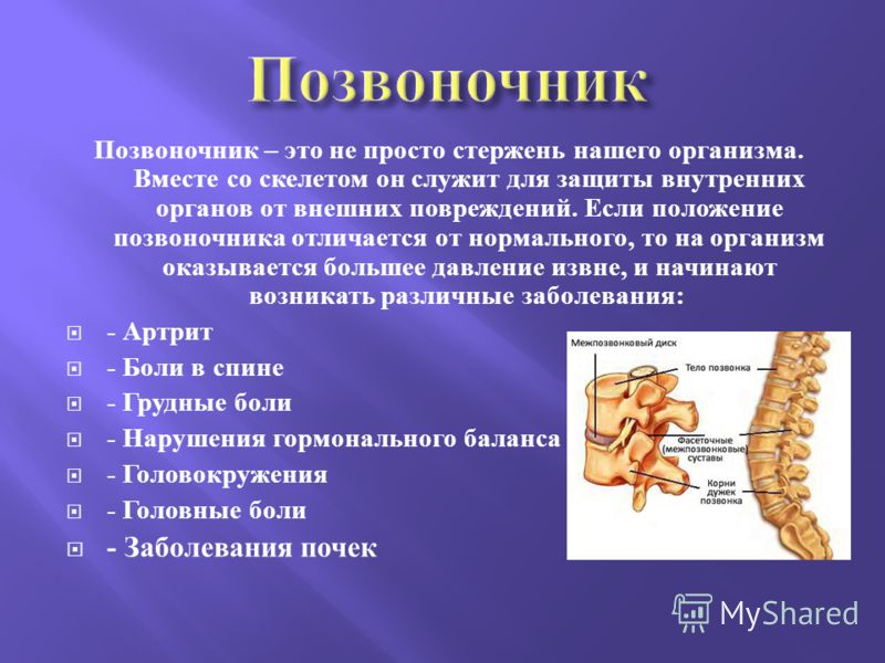 Фото описания позвоночника. Позвоночник человека. Позвоночник для презентации. Описание позвоночника. Позвоночник анатомия презентация.