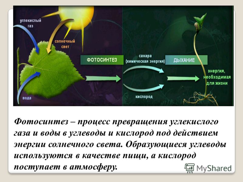 Солнечная энергия в химическую. Фотосинтез. Вода в фотосинтезе. Образование фотосинтеза.