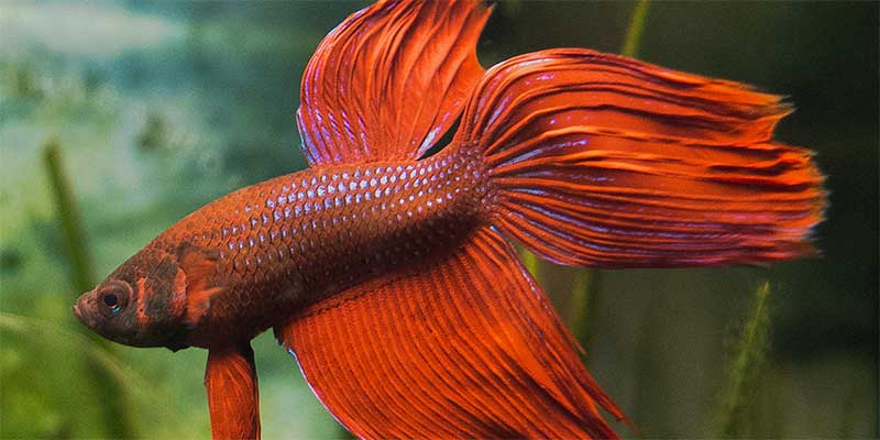 red betta fish names