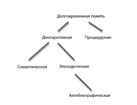 Структура долговременной памяти