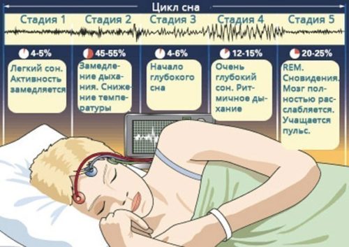 циклы сна