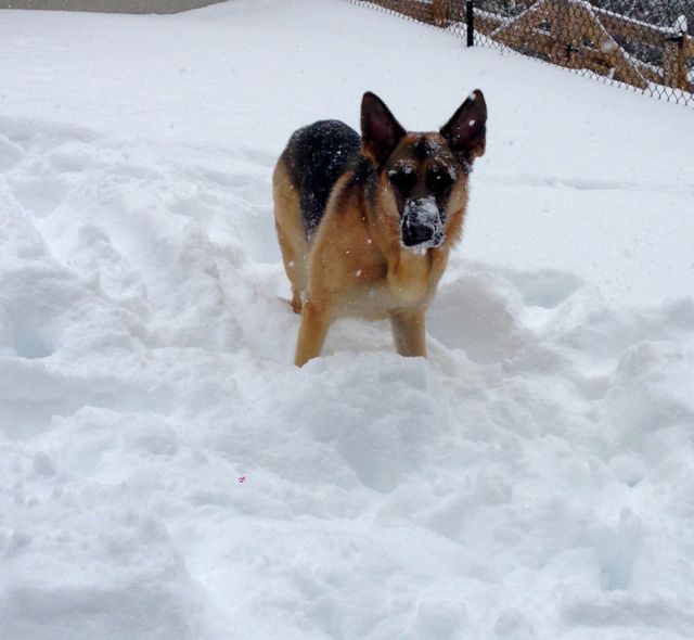 Dogs playing in the snow.