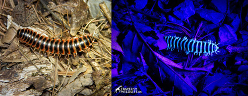 Millipedes, like fattail scorpions, glow in the dark
