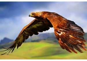 Hawk Symbol